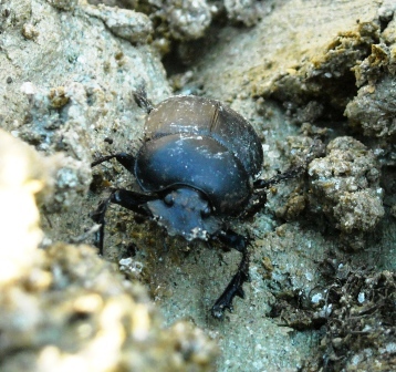 Scarabaeus sacer? - chiedo conferma... no, S. typhon